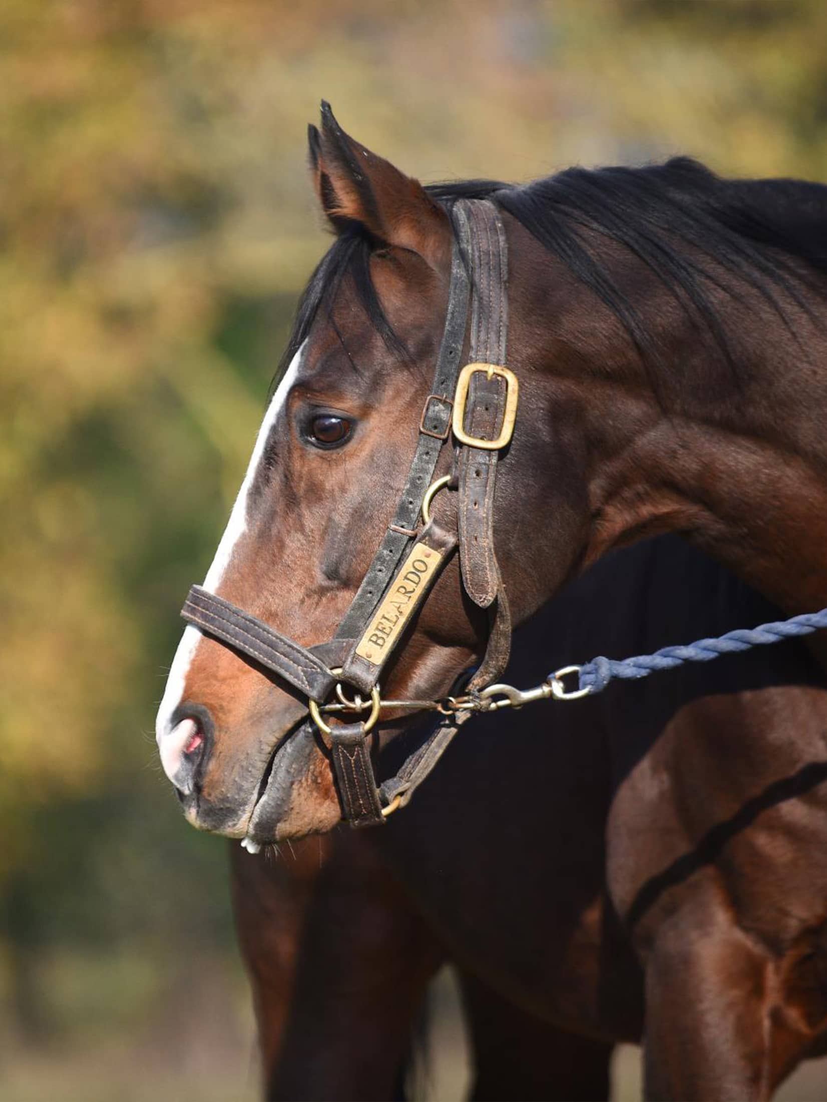 Yigit Stud | Yarışçılık ve Yetiştiricilik