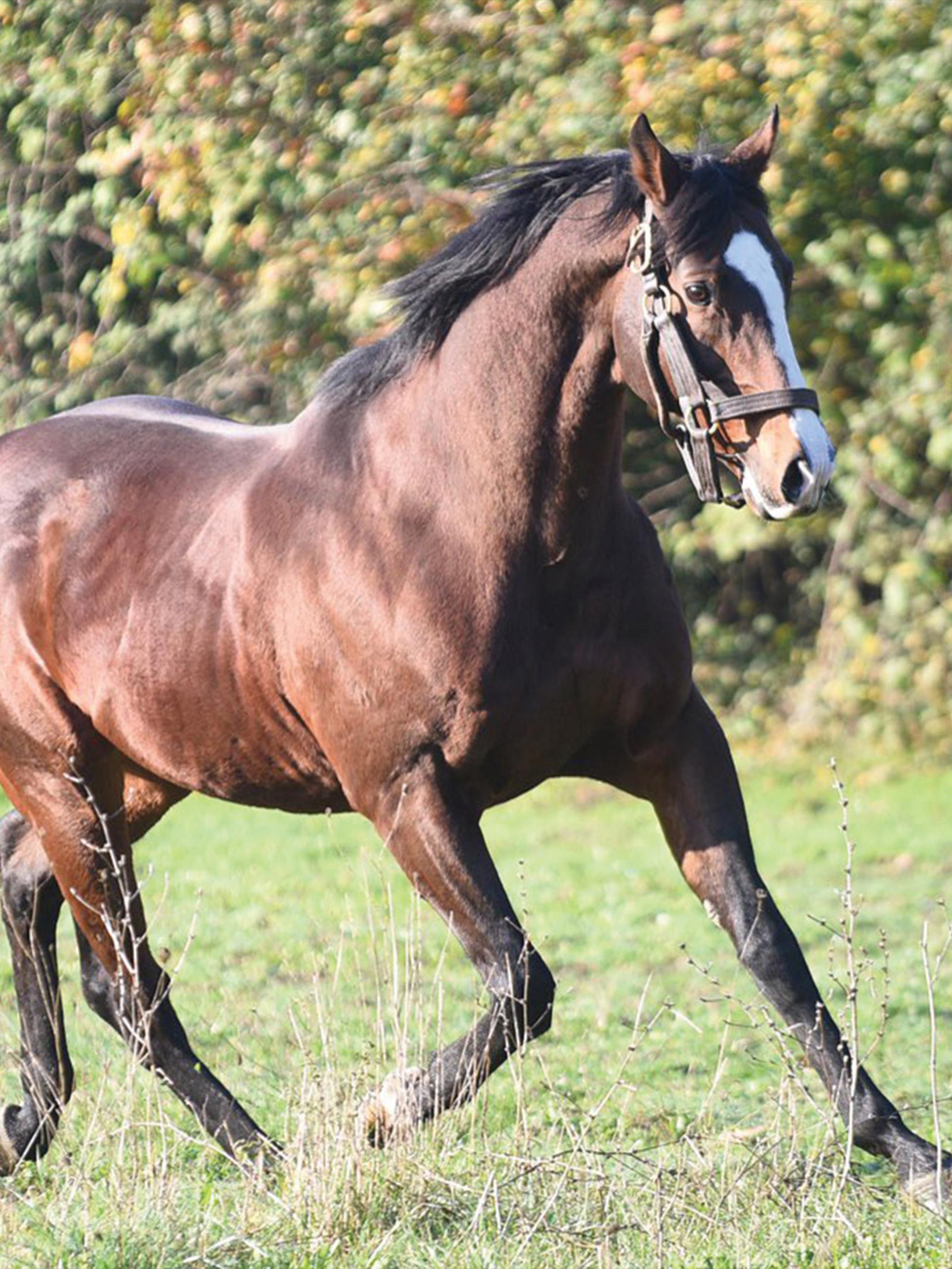 BELARDO Aşım Müracaatları